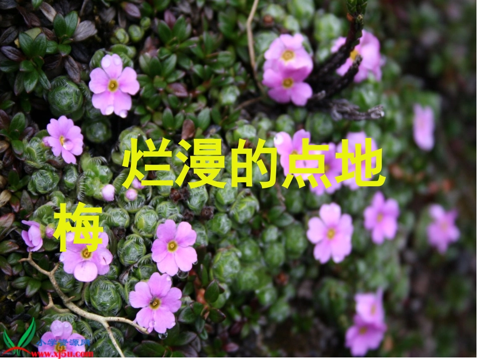 烂漫的点地梅_第1页