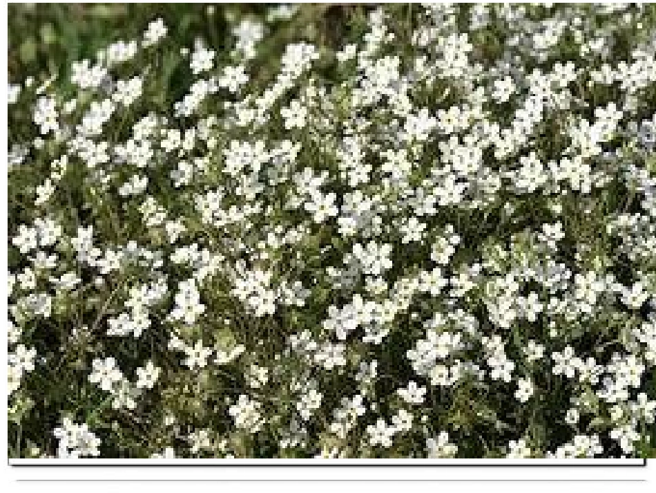 烂漫的点地梅_第2页