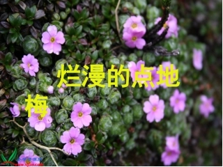 烂漫的点地梅