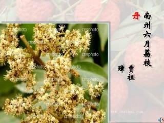 《南州六月荔枝丹》课件