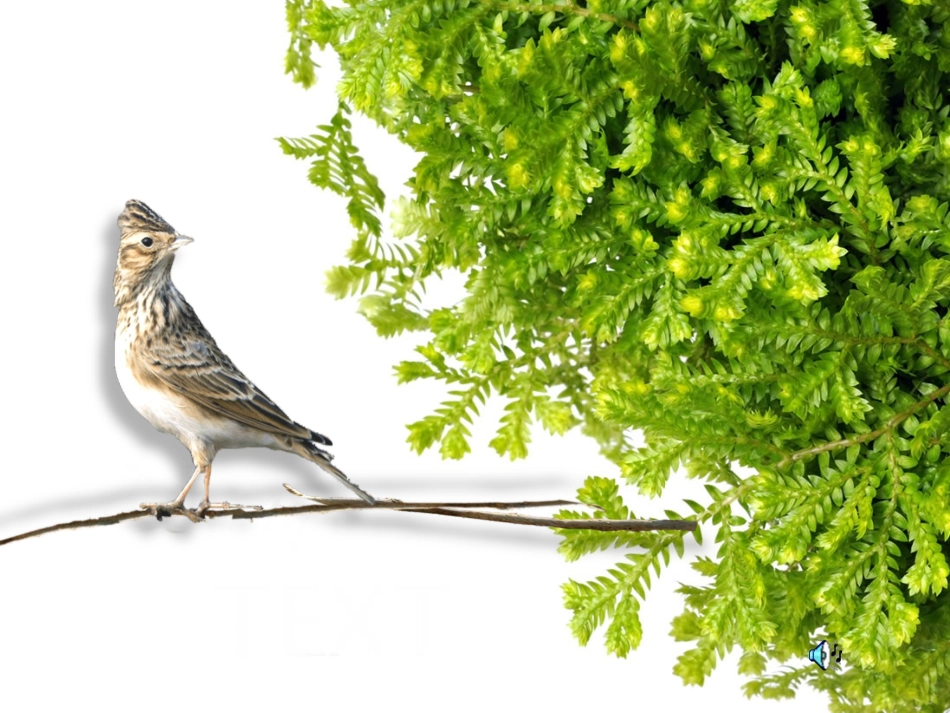 《云雀的心愿》_第1页