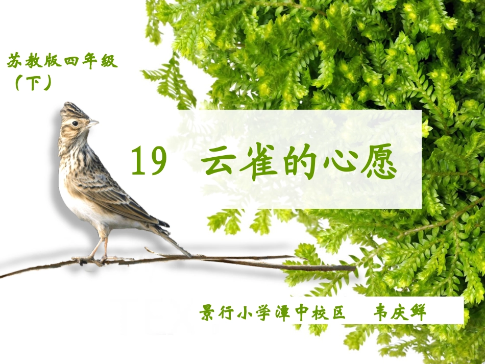 《云雀的心愿》_第2页