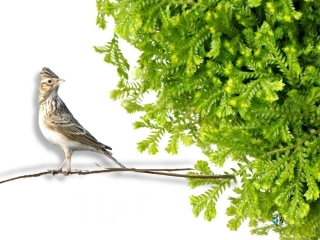 《云雀的心愿》