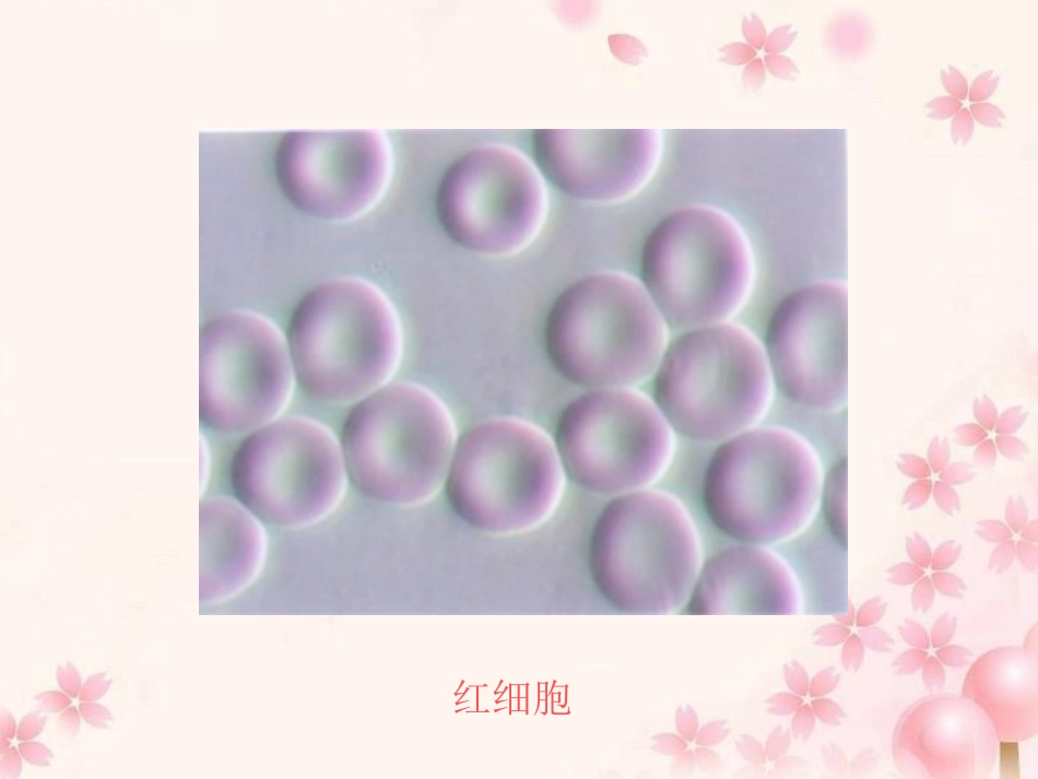 细胞的多样性和统一性上课_第2页