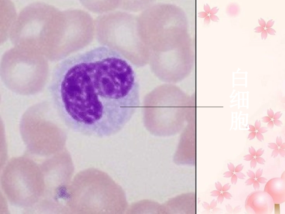 细胞的多样性和统一性上课_第3页