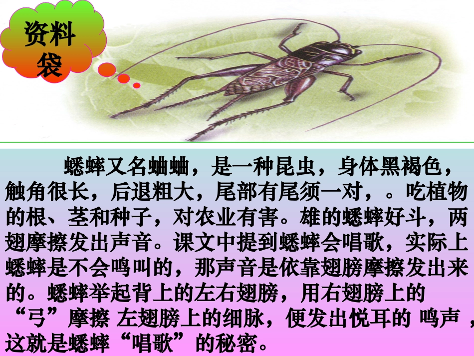 蟋蟀的住宅 (2)_第2页