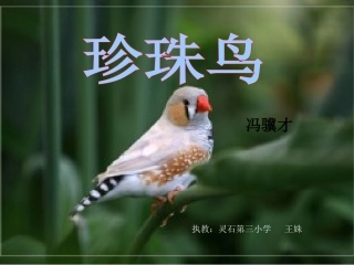 珍珠鸟课件新5