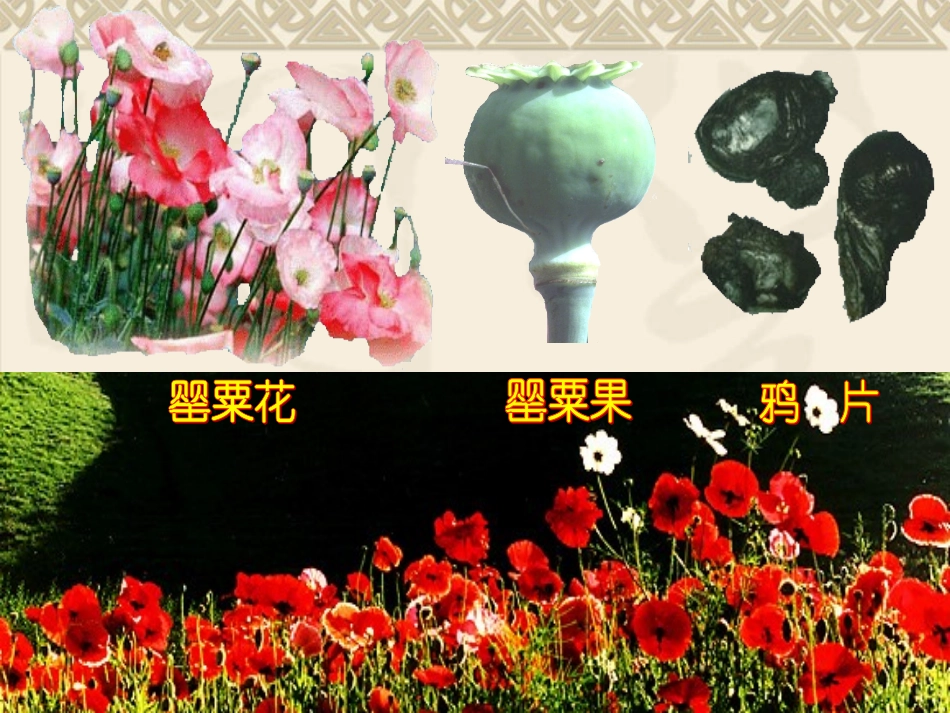 第1课：鸦片战争_第1页