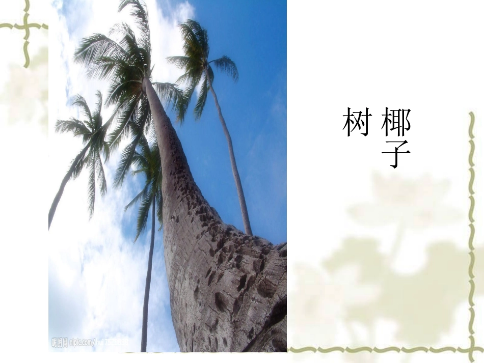 《大树的故事》PPT课件_第2页