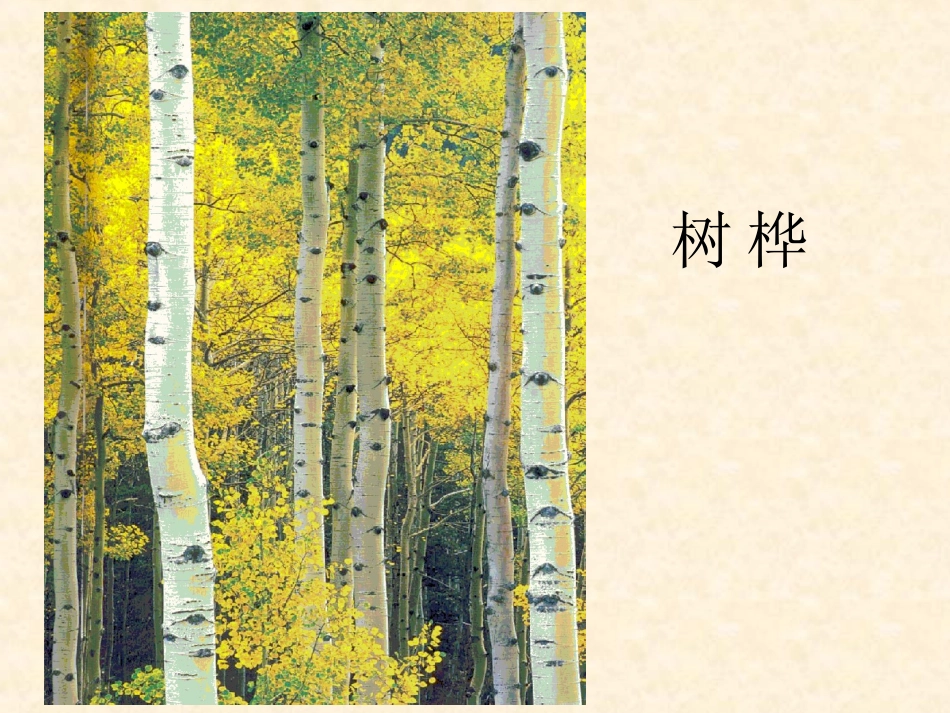 《大树的故事》PPT课件_第3页