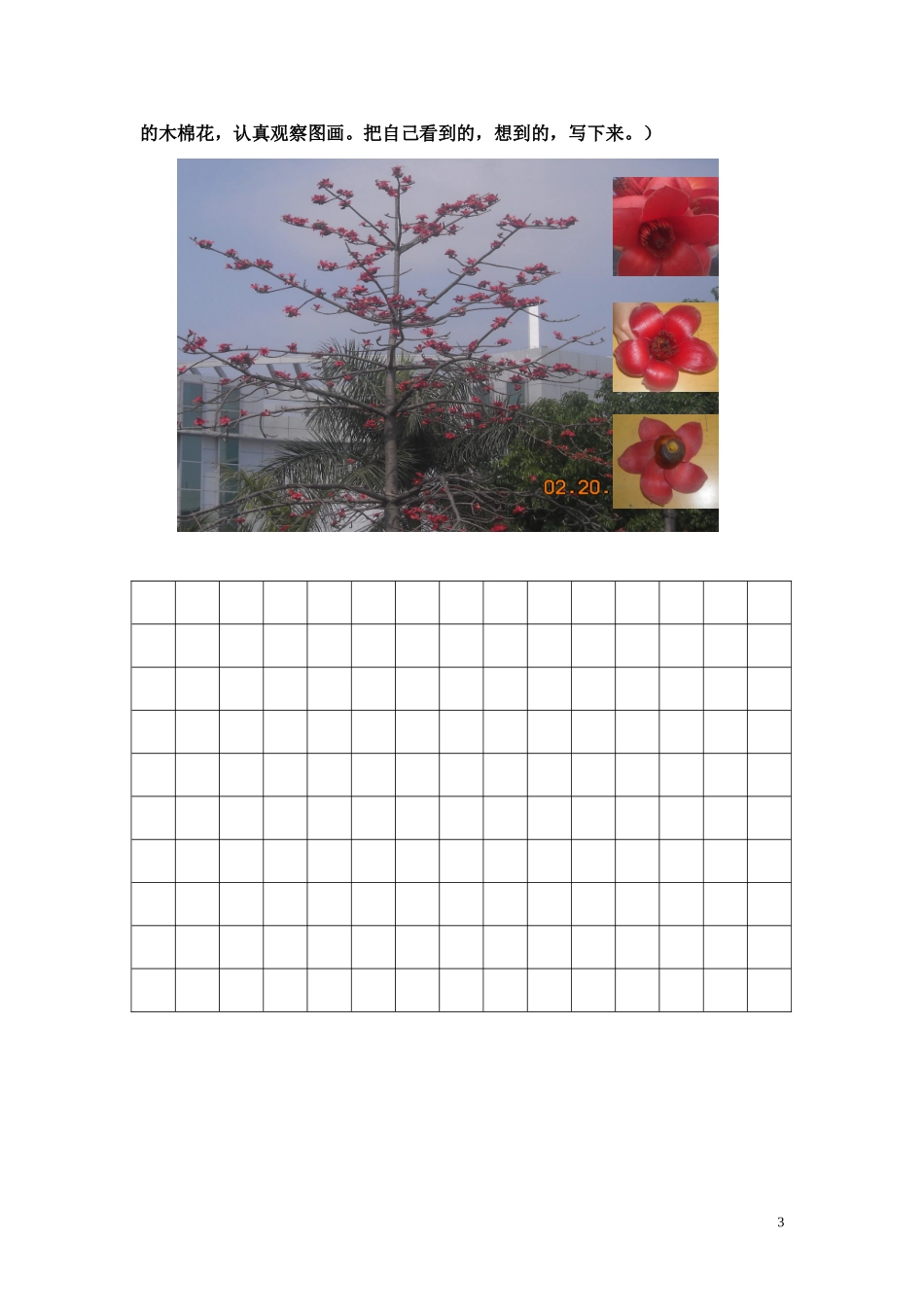 看图写话教案（木棉花）_第3页
