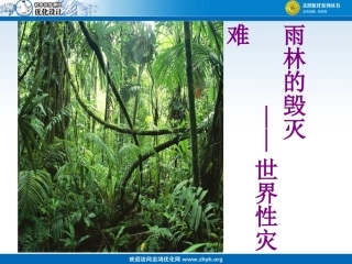 雨林的毁灭课件