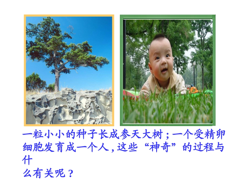 细胞的分裂和分化_第1页