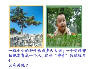 细胞的分裂和分化