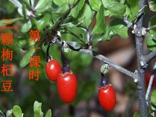 三颗枸杞豆新