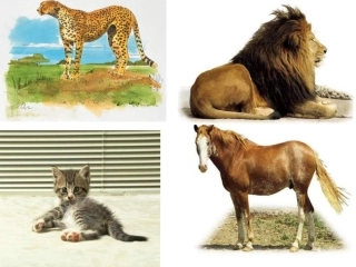 人民教育出版社一年级上册10比尾巴PPT