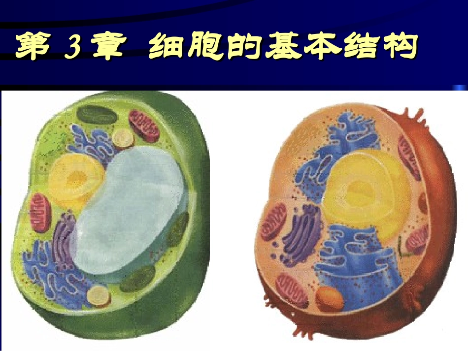 第二节细胞器_系统内的分工合作_第1页