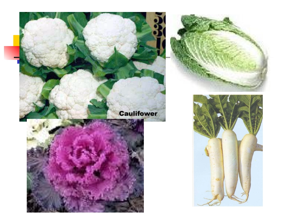 有机物从哪里来（第二课时）_第3页