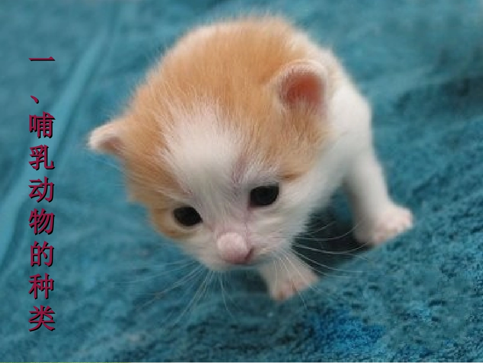 第七节哺乳动物_第2页