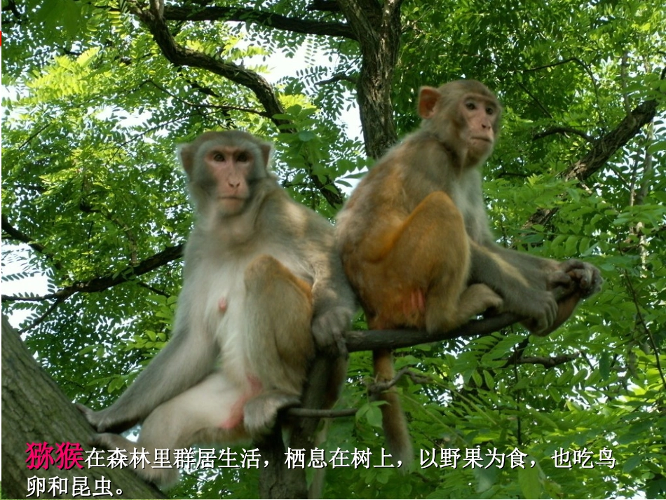 第七节哺乳动物_第3页