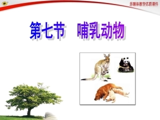 第七节哺乳动物