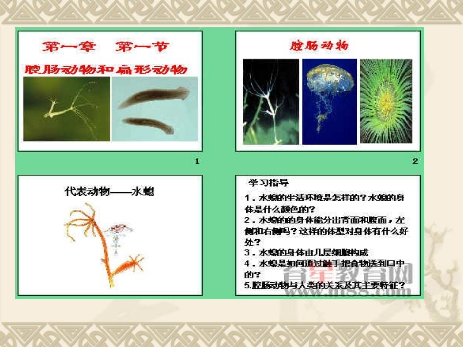 第一节腔肠动物扁形动物MicrosoftPowerPoint演示文稿_第2页