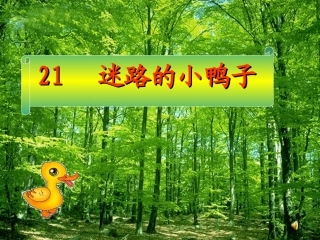 鄂教版迷路的小鸭子