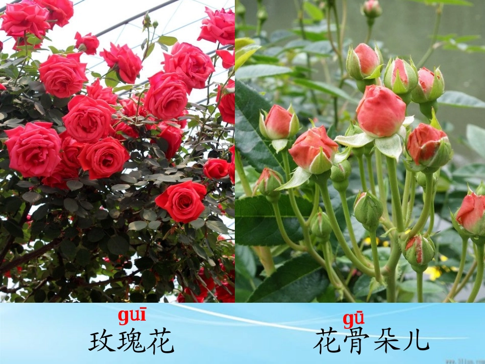 小鹿的玫瑰花课件 (2)_第3页