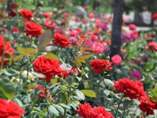 小鹿的玫瑰花课件 (2)