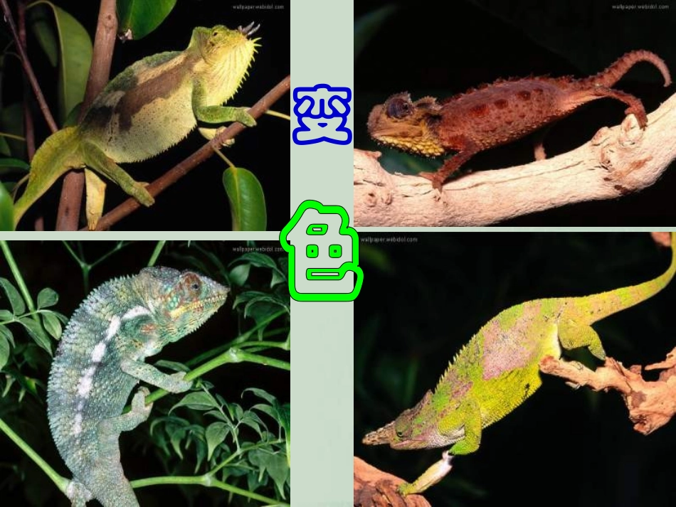 九年级语文变色龙1_第1页