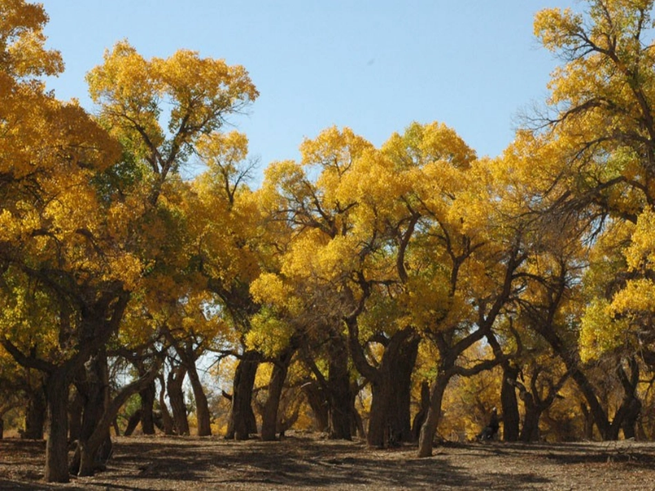 (语文S版)五年级语文上册课件_西风胡杨_第3页