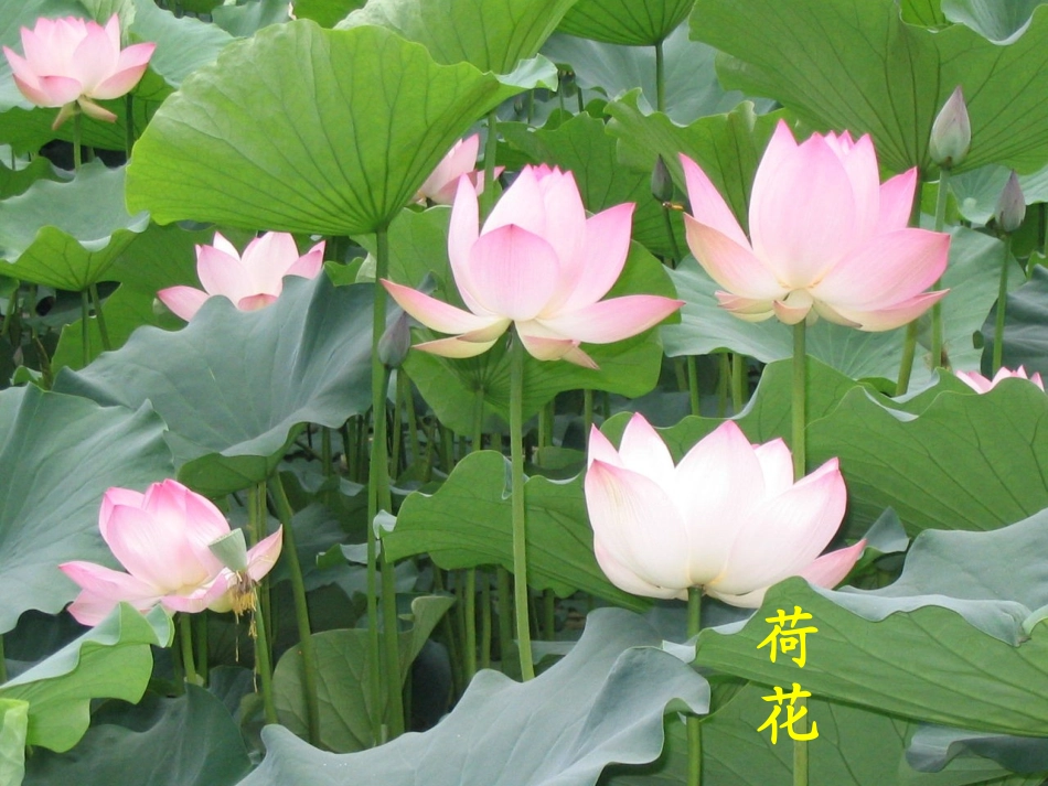 三年级13花钟_第3页