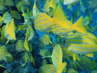 _3这条小鱼在乎-