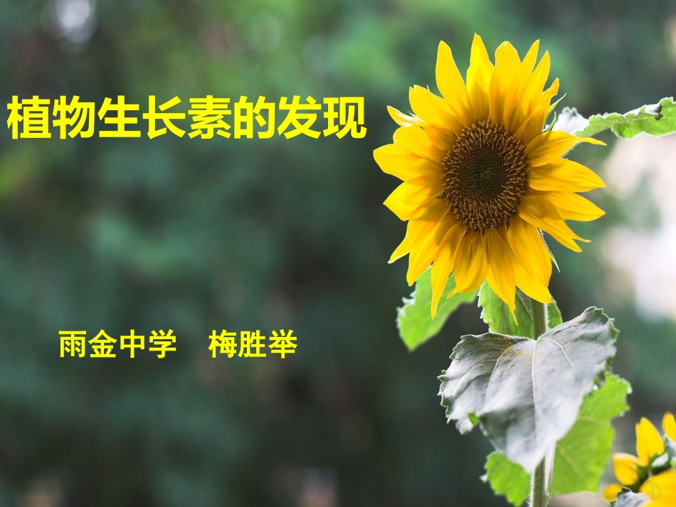 生物高二人教版31生长素的发现课件_第1页