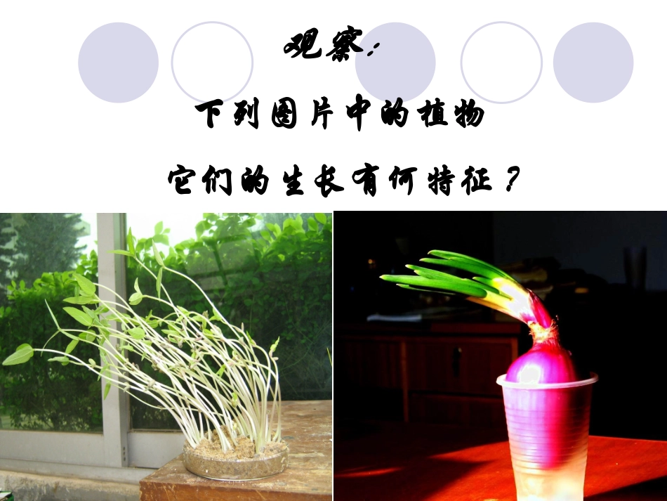 生物高二人教版31生长素的发现课件_第2页