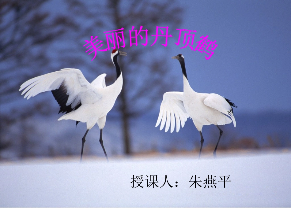 美丽的丹顶鹤3_第1页
