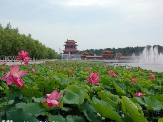 爱莲说优质课课件