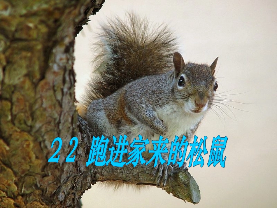 跑进家来的松鼠课件_第1页