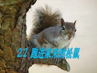 跑进家来的松鼠课件