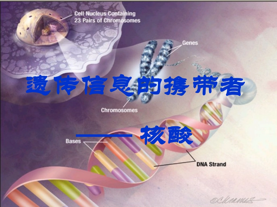 遗传信息携带者——核酸_第1页