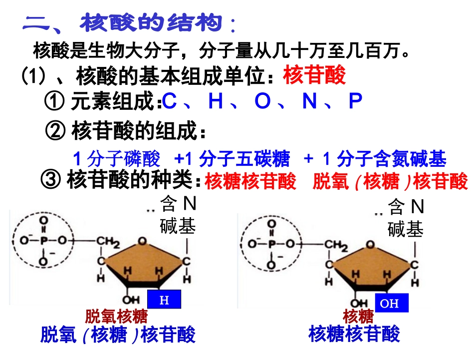 遗传信息携带者——核酸_第3页