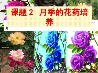 人教版选修1专题3课题2月季的花药培养（共21张PPT）
