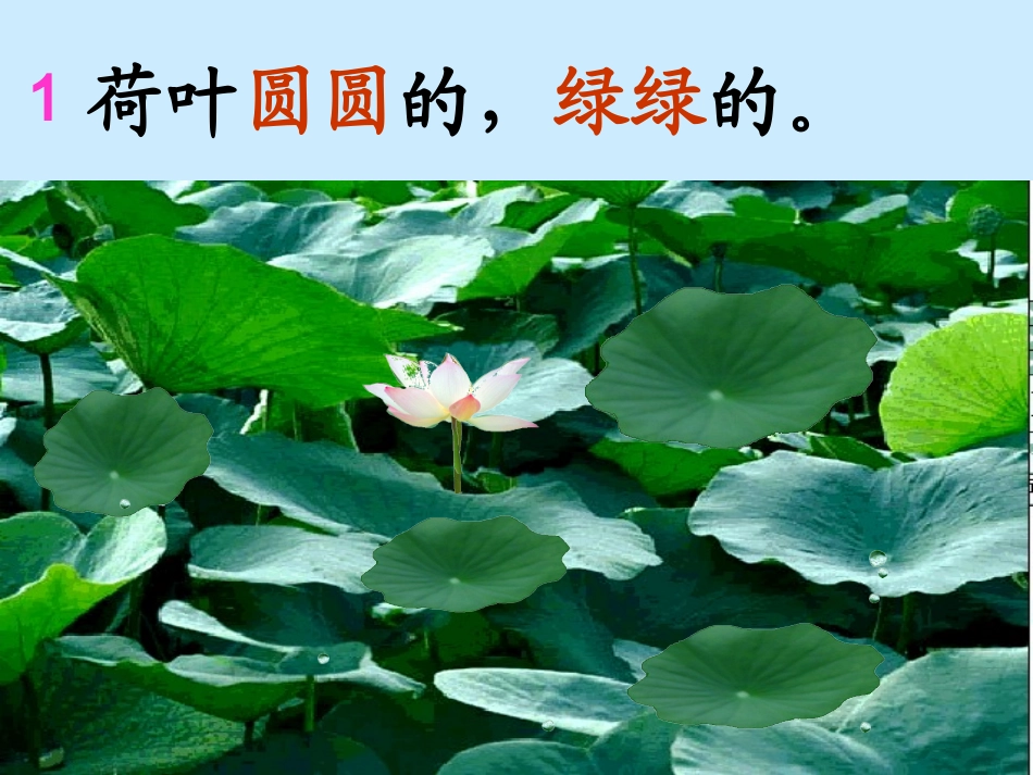 人教版一年级语文下册14《荷叶圆圆》(修改版)课件PPT_第2页
