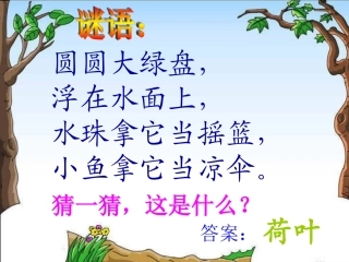 人教版一年级语文下册14《荷叶圆圆》(修改版)课件PPT
