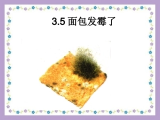 面包发霉了课件
