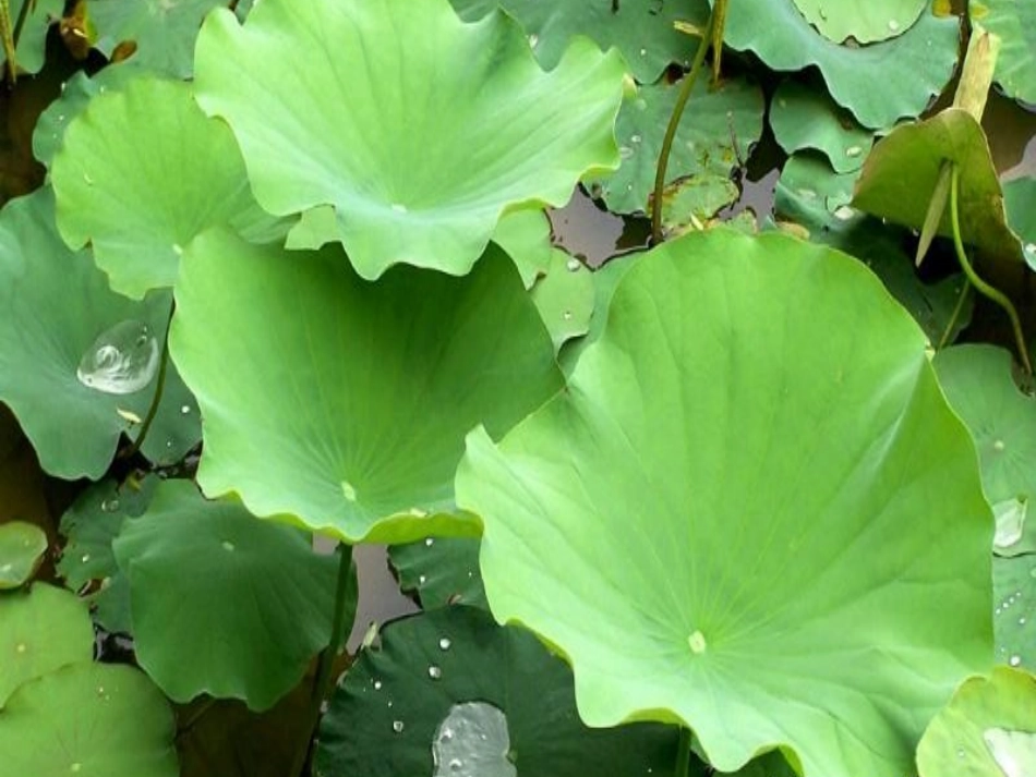 《荷叶圆圆》修改版_第2页