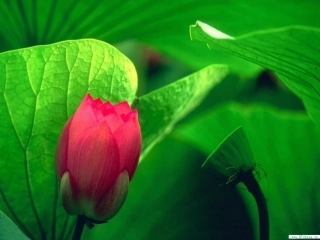 《荷叶圆圆》修改版