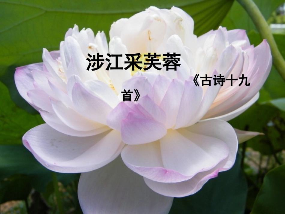 涉江采芙蓉公开课(1)_第1页