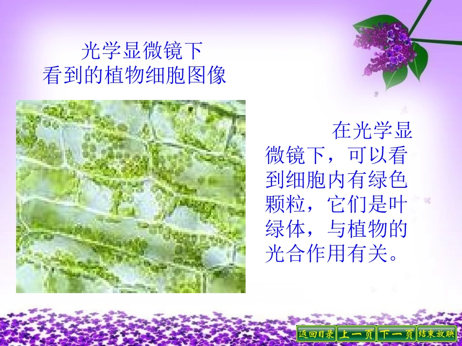 第一节植物细胞的结构和功能_第3页