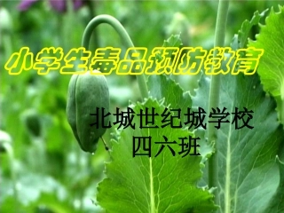 四六班小学生毒品预防教育